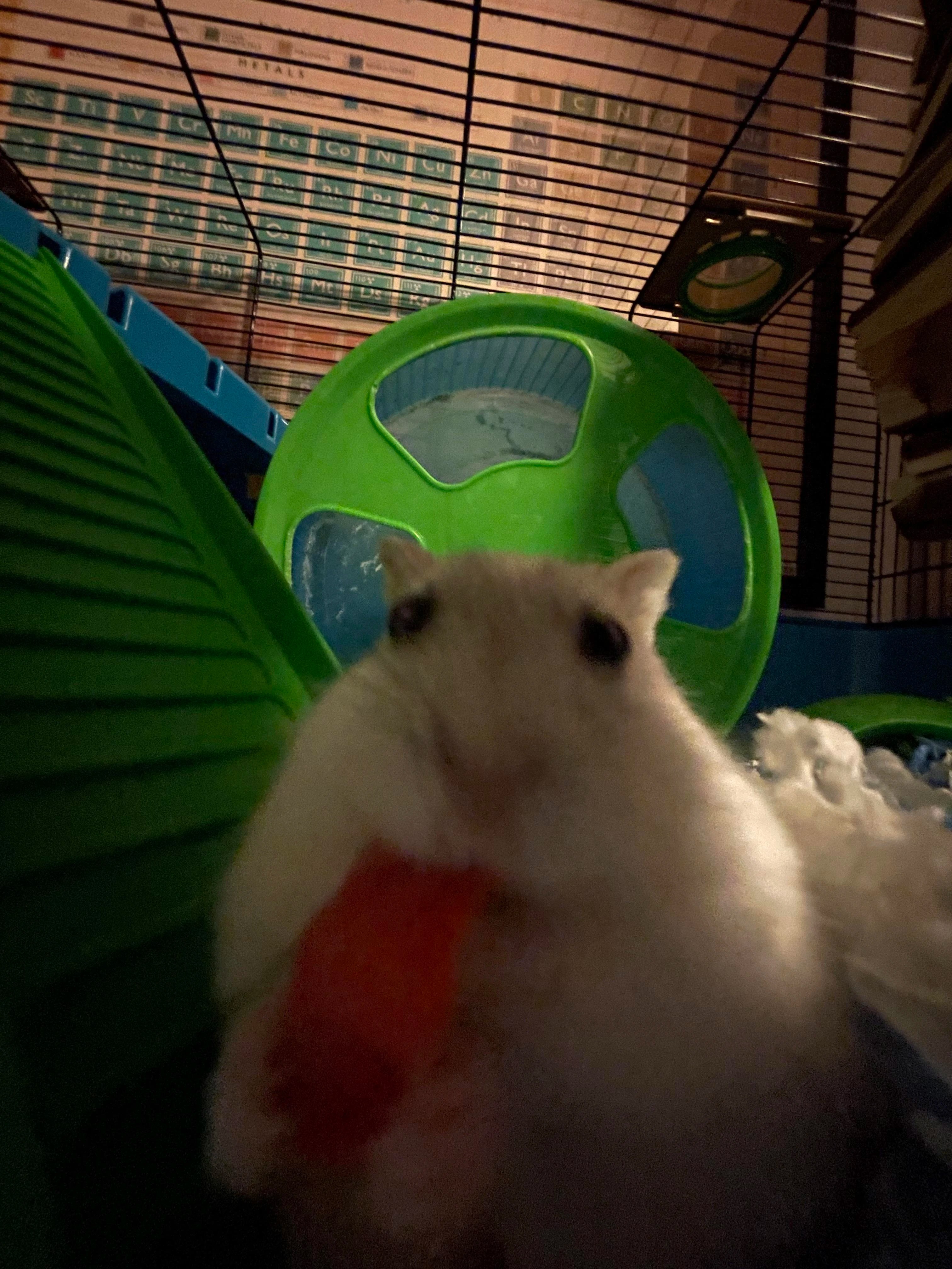 Rate my hamster Fandom