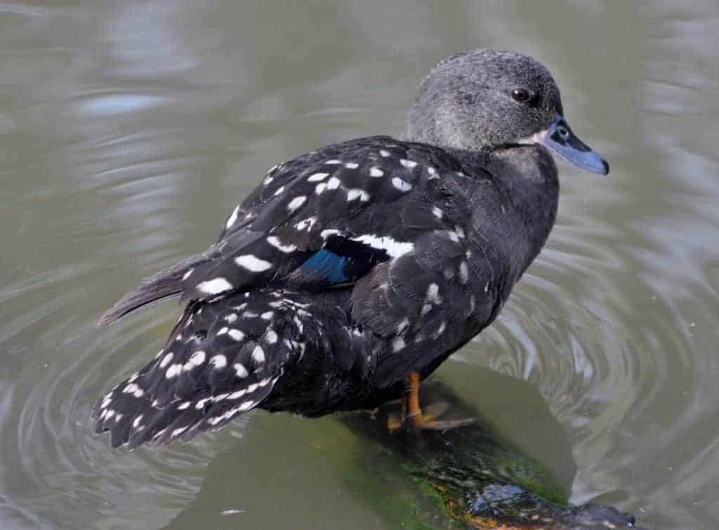 African Black Duck FictionRulezForever Wiki Fandom
