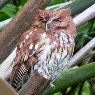 Owl Glossary Guardians Of Ga Hoole Wiki Fandom