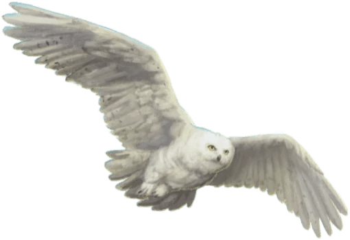 Hedwig Harry Potter Wiki Fandom