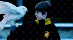 Hedwig Harry Potter Wiki Fandom