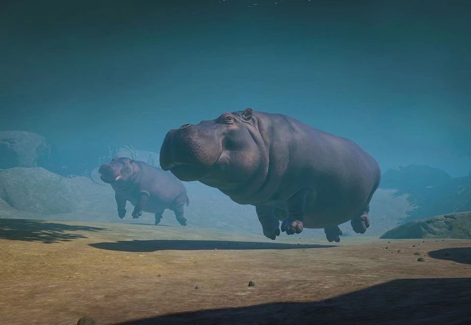 Hippopotamus Zoo Wiki Fandom