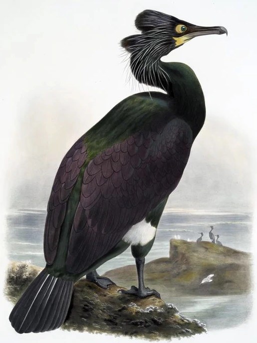 Spectacled Cormorant Sixth Extinction Wiki Fandom
