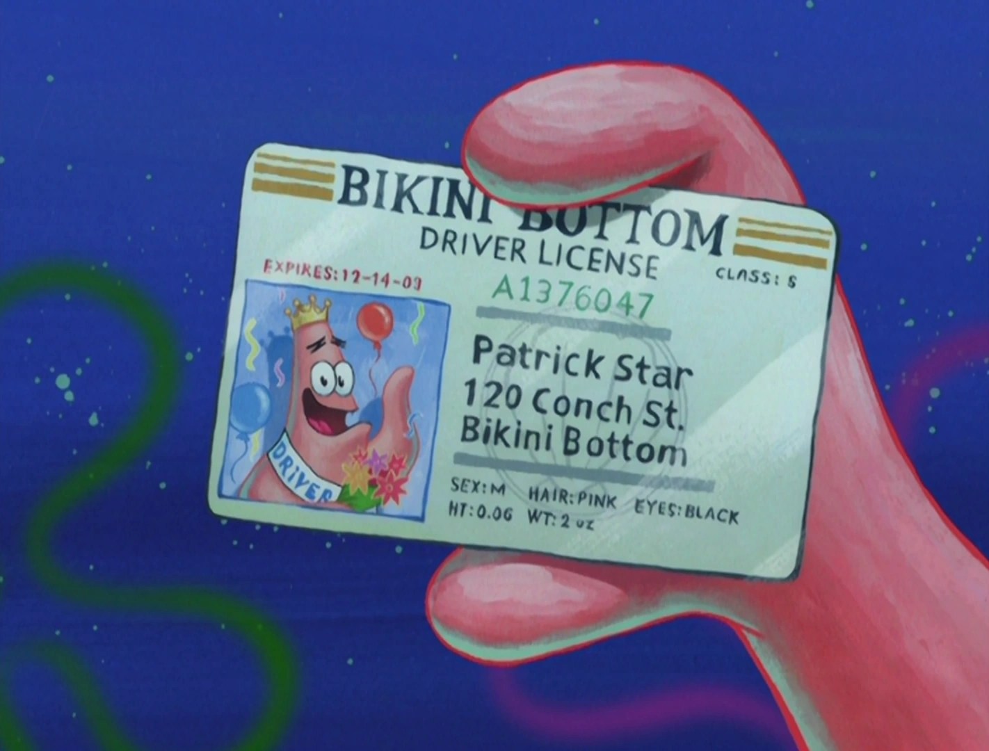 Patrick's driver's license Encyclopedia SpongeBobia Fandom