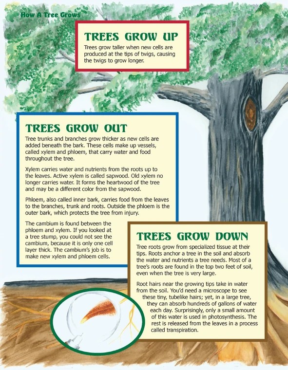 How does a Tree Grow? Trees of Texas Wikia Fandom