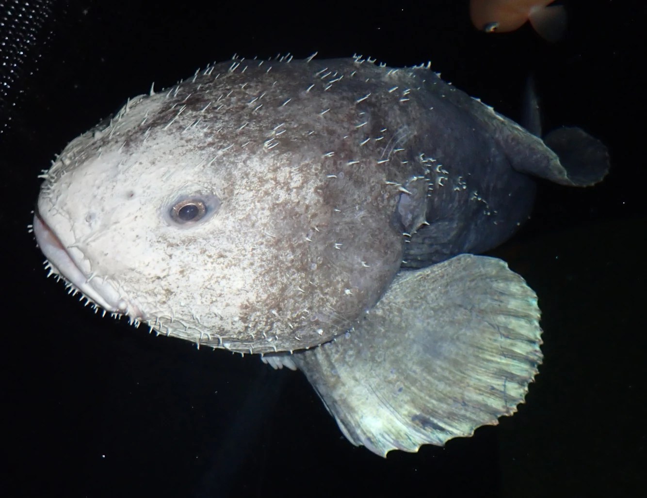What Do Blobfish Eggs Look Like(03)
