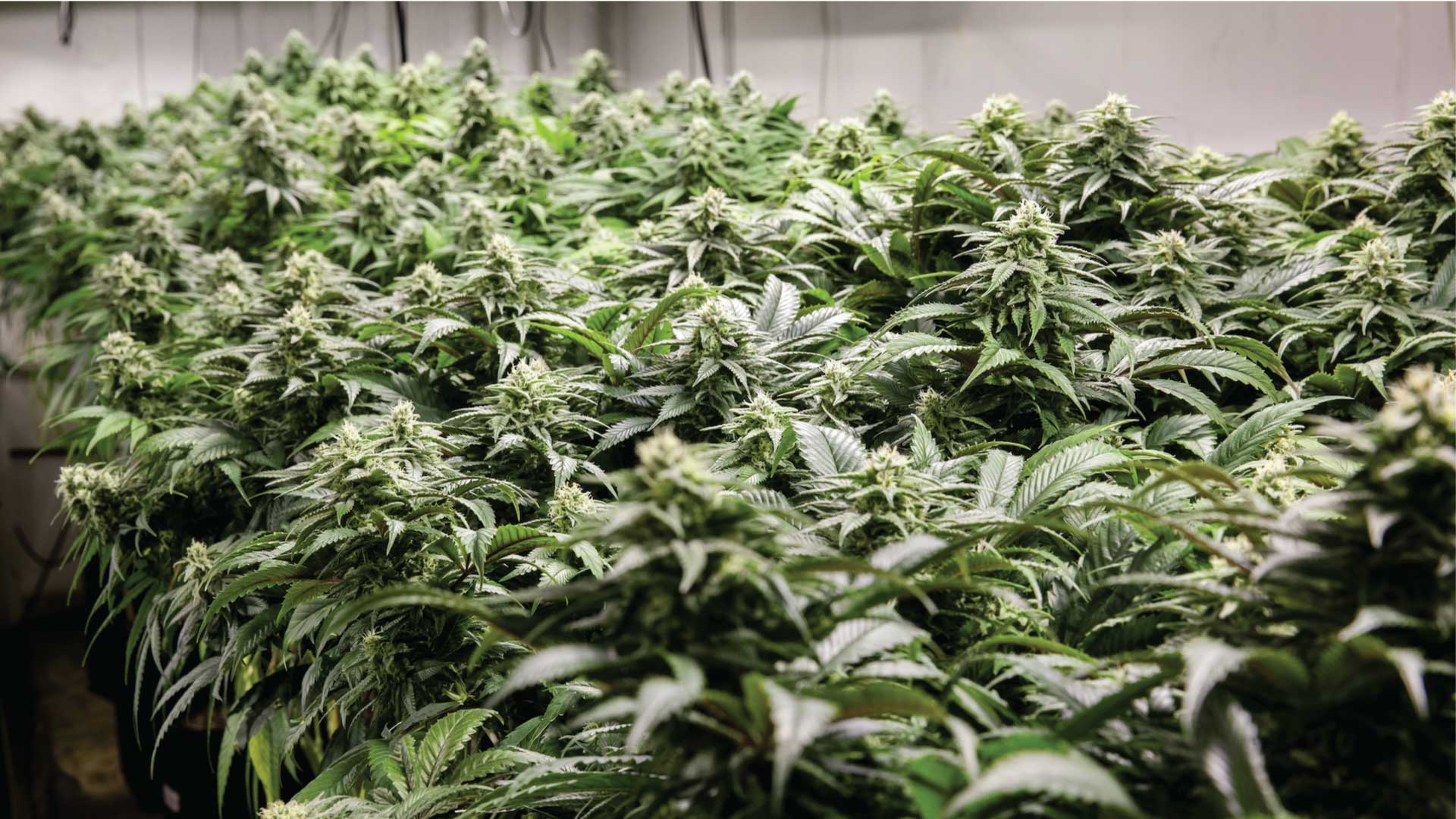 High's and Low's of Growing Cannabis Indoor vs. Outdoor Wikileaf