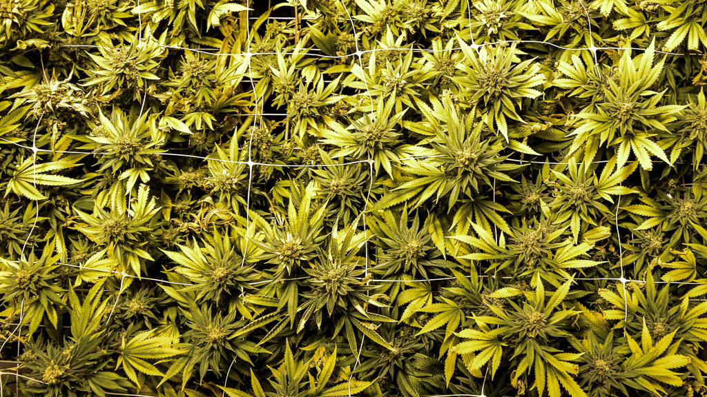 How To Grow Dense Nugs Wikileaf