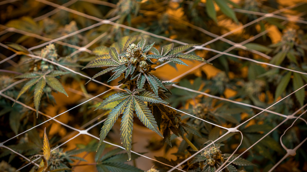 How Much Does It Cost to Grow Outdoor Weed Foliar Garden