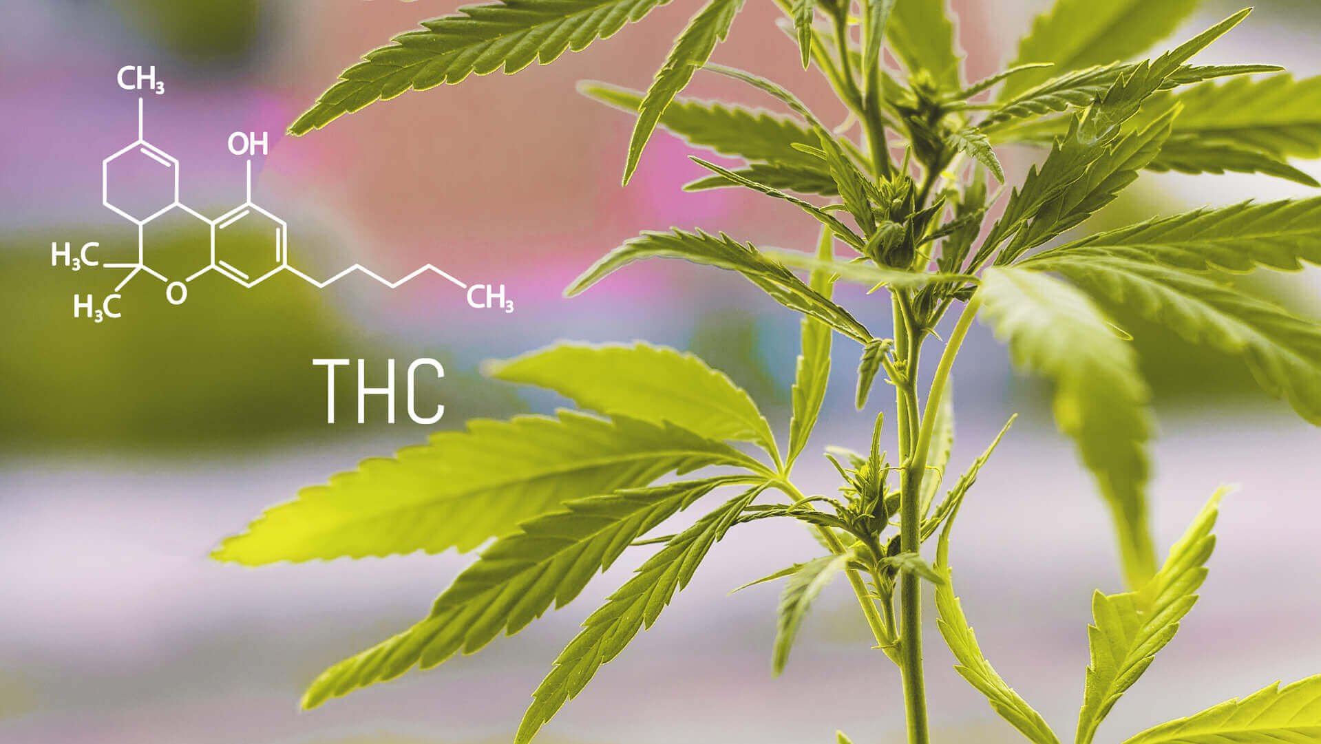 What Are the Side Effects of THC? Wikileaf