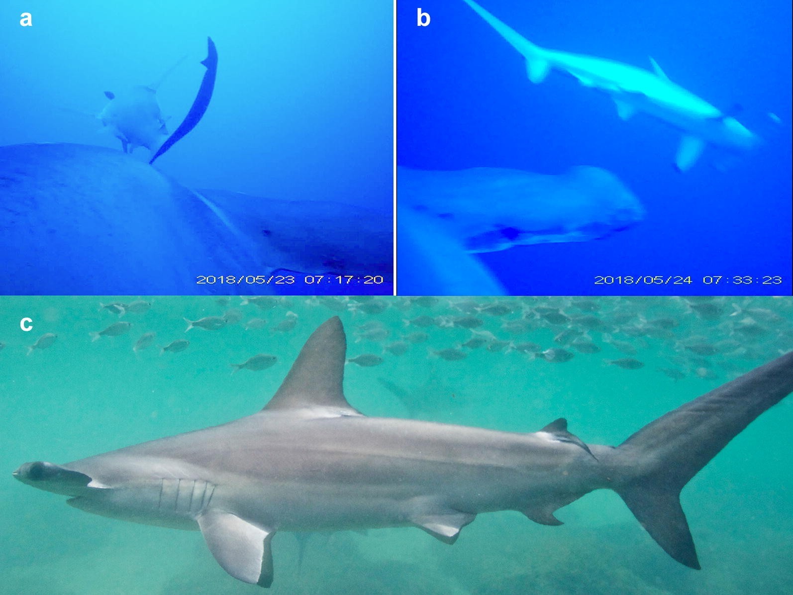 Scalloped Hammerhead Sharks Swim on Their Side with Diel Shifts in Roll
