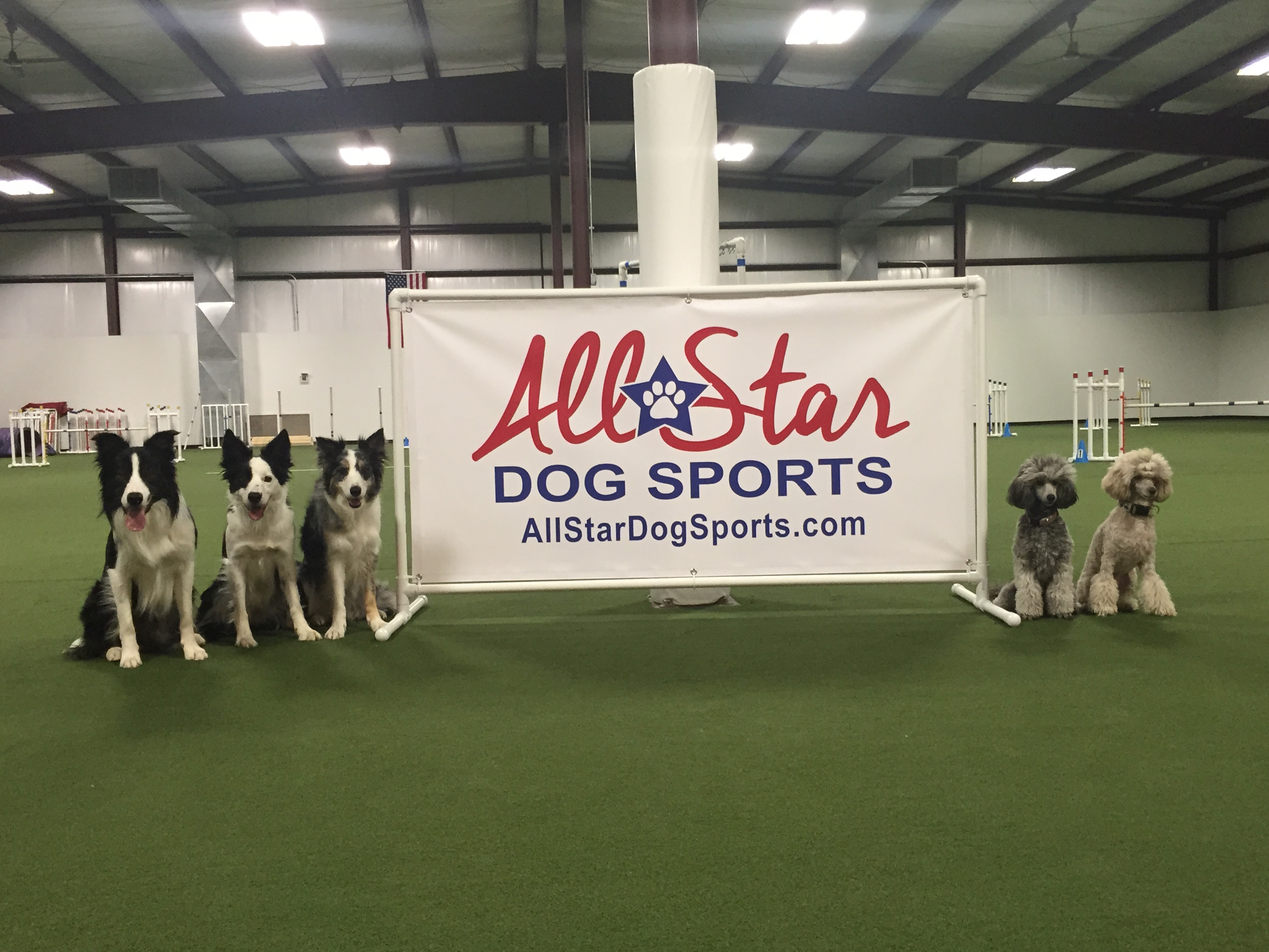 allstardogsports