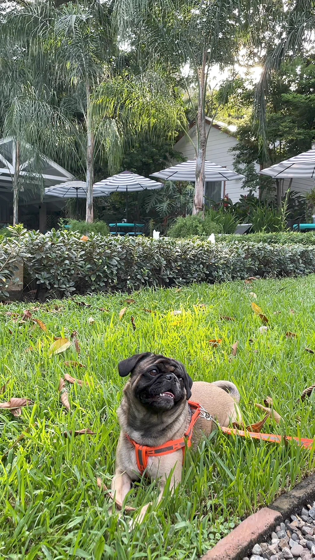 Pet Policy Angeli Gardens