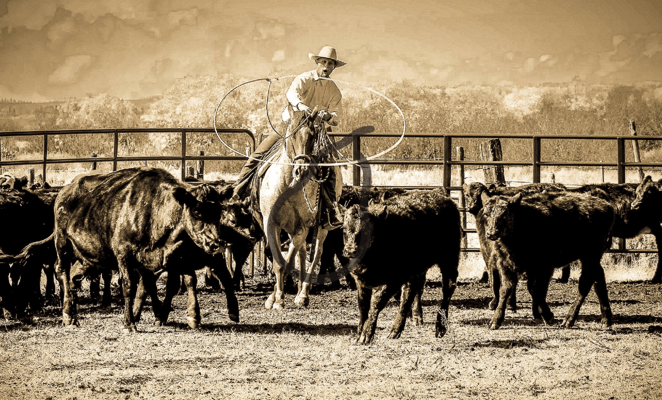 HOME townofcokeville