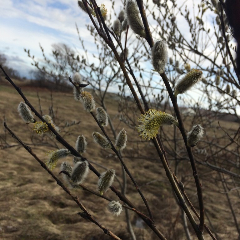 15 Native Shrubs of Kentucky