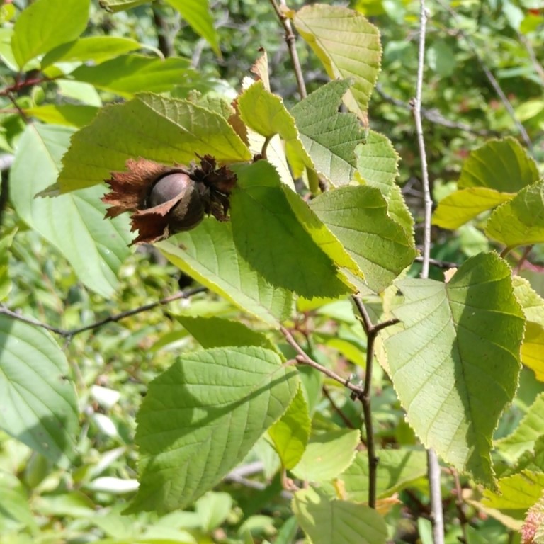 15 Native Shrubs of Kentucky