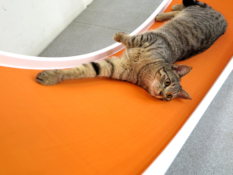 Buy Cat Exercise Wheel Canada