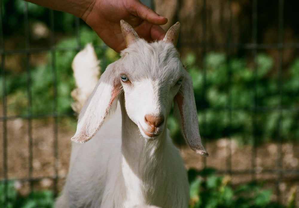 Purebred Cattle Epp Farms Ltd. Athabasca
