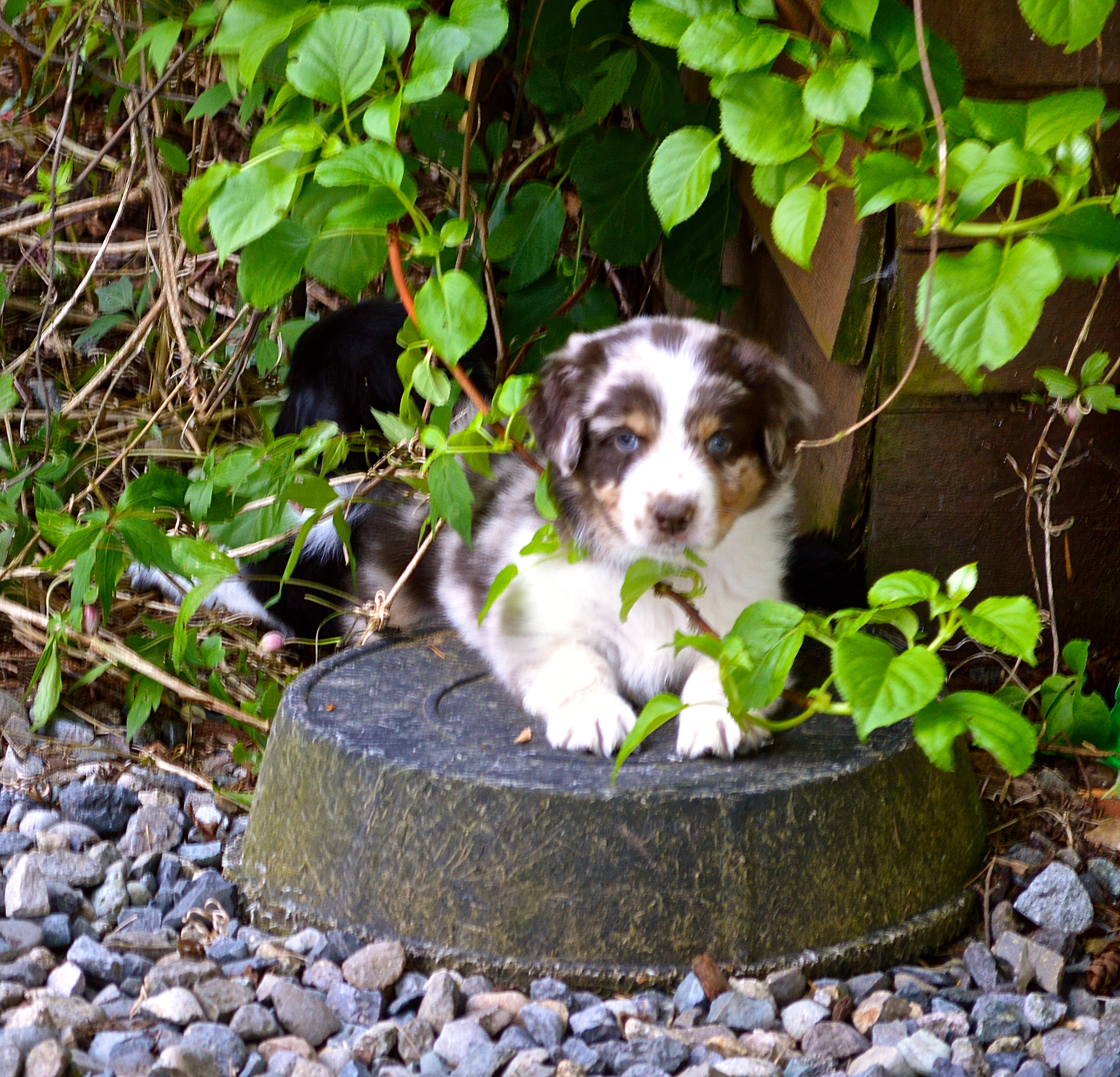 Aussalier puppies for sale australia