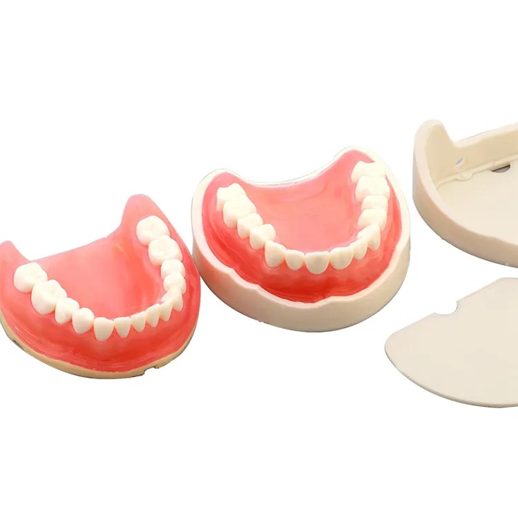 Maxillary Sinus Lifting Exercise Dental Practice Implant Training Model