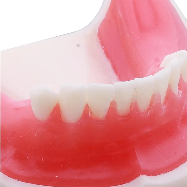 Maxillary Sinus Lifting Exercise Dental Practice Implant Training Model