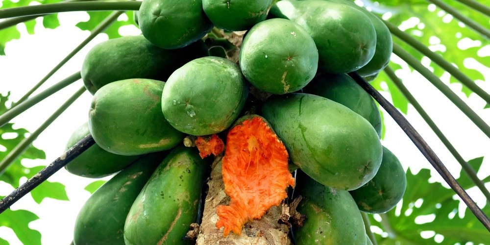 Palm Rats Florida Port St. Lucie, Delray Beach