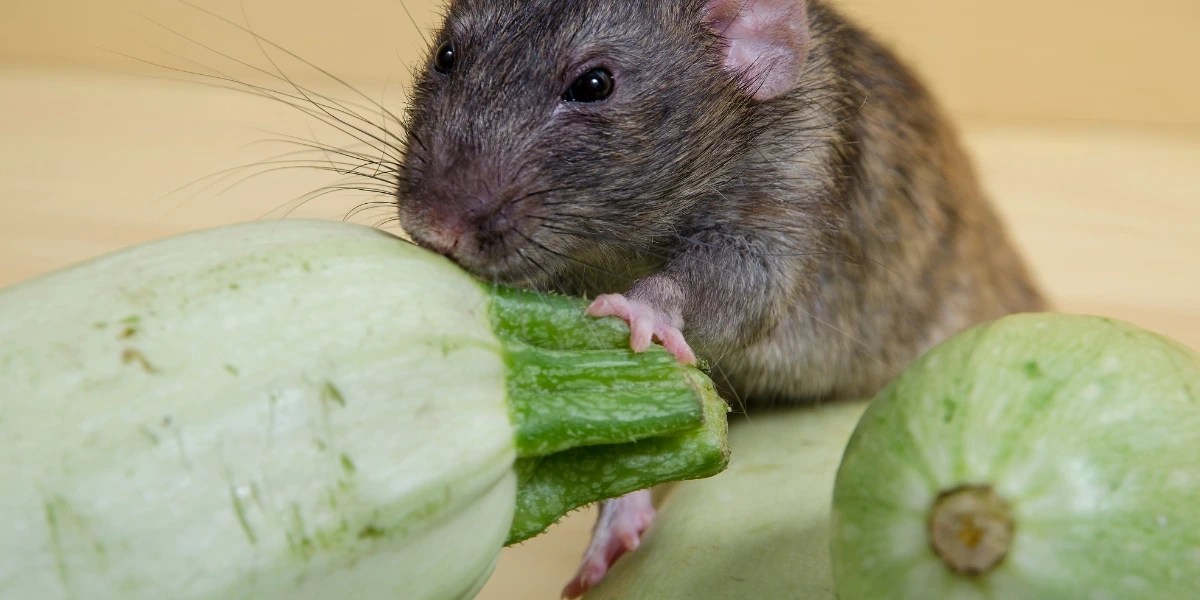 Prevent Florida Fruit Rats Port St. Lucie, Delray Beach