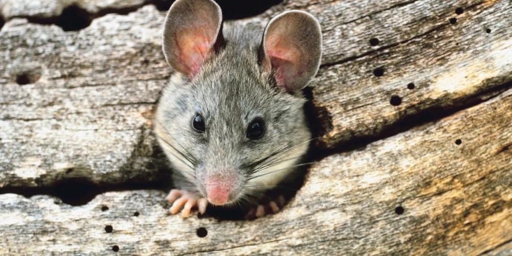 Common Florida Rat Types Port St. Lucie, Delray Beach
