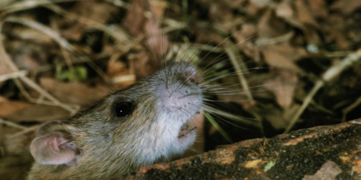 Tree Rats Florida Harbors Port St. Lucie, Delray Beach