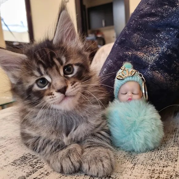 Guide to Maine Coon Cats Understanding Size, Health