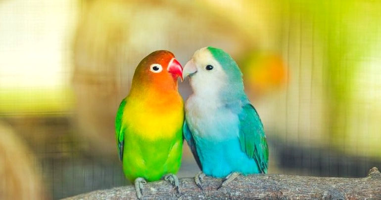 15 Beautiful pet birds in the world