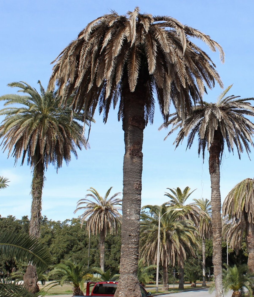How To Save A Dying Palm Tree Tips and Tricks