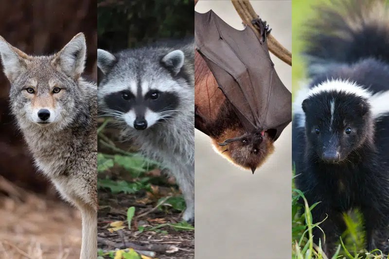 Announcements Blissfield Vet Serv.