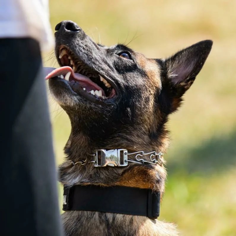 2.25mm Chrome Collar with Buckle Katie's Buckles