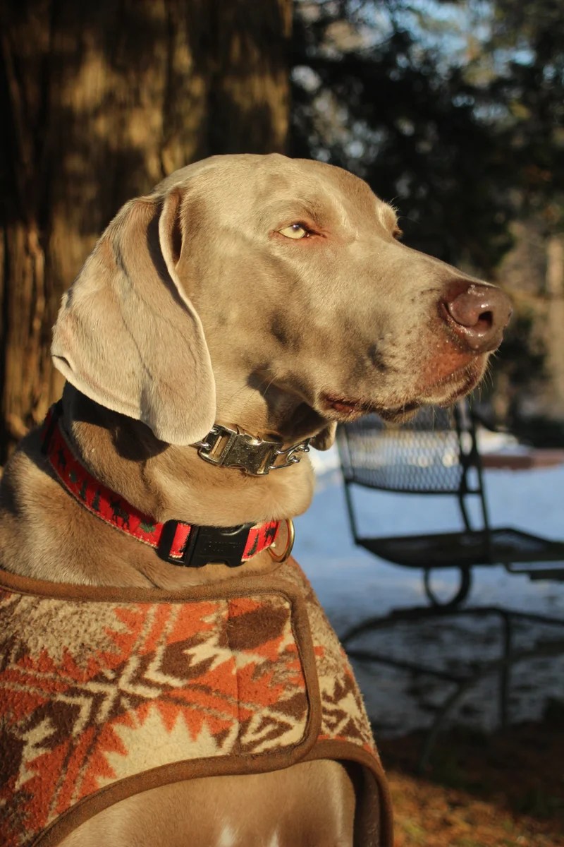 2.25mm Chrome Collar with Buckle Katie's Buckles