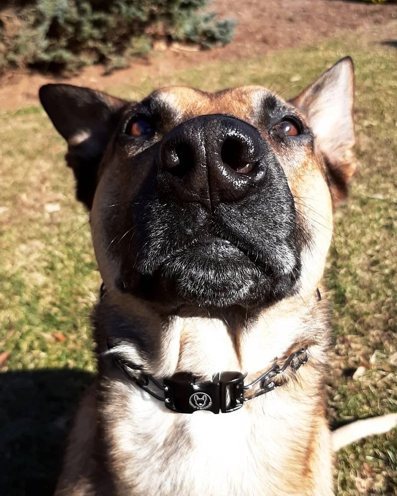 2.25mm Black Stainless Steel Collar With Buckle Katie's Buckles