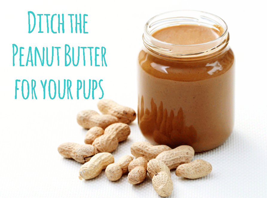 Why Peanut Butter is Bad for Your Dog The DIY Dog Mom