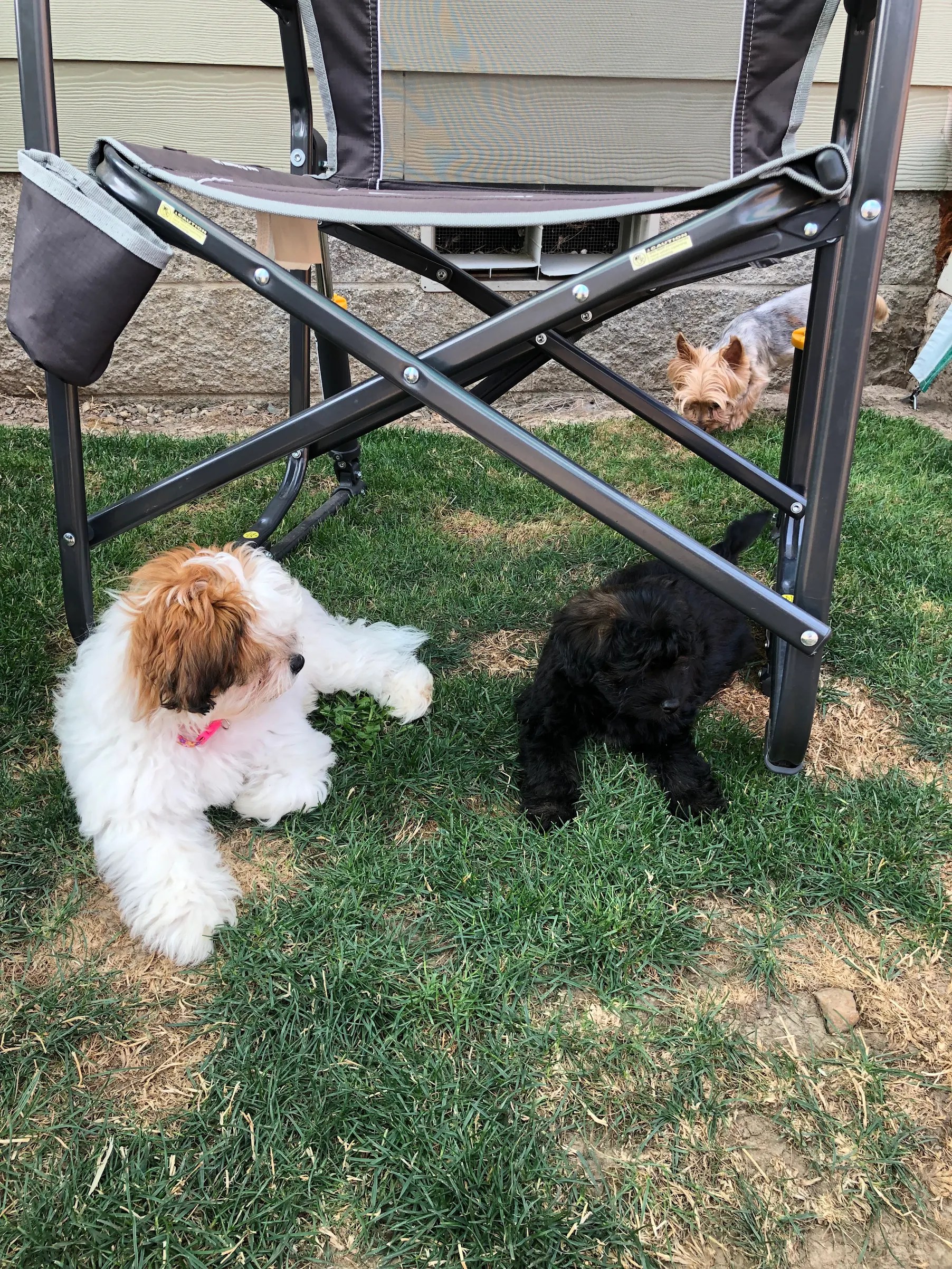 Sappy Paws puppies in Lebanon Oregon specializing in Havapoo, Cavapoo