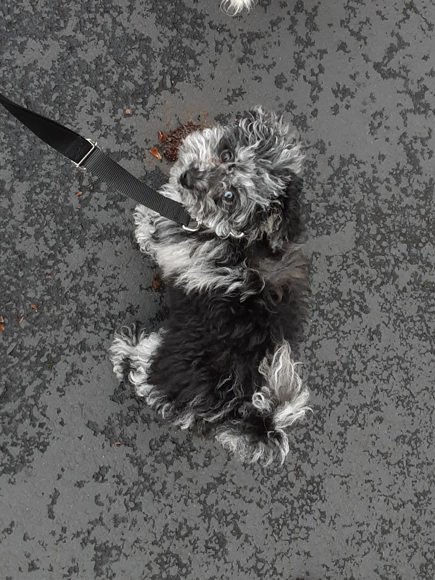 Sappy Paws puppies in Lebanon Oregon specializing in Havapoo, Cavapoo