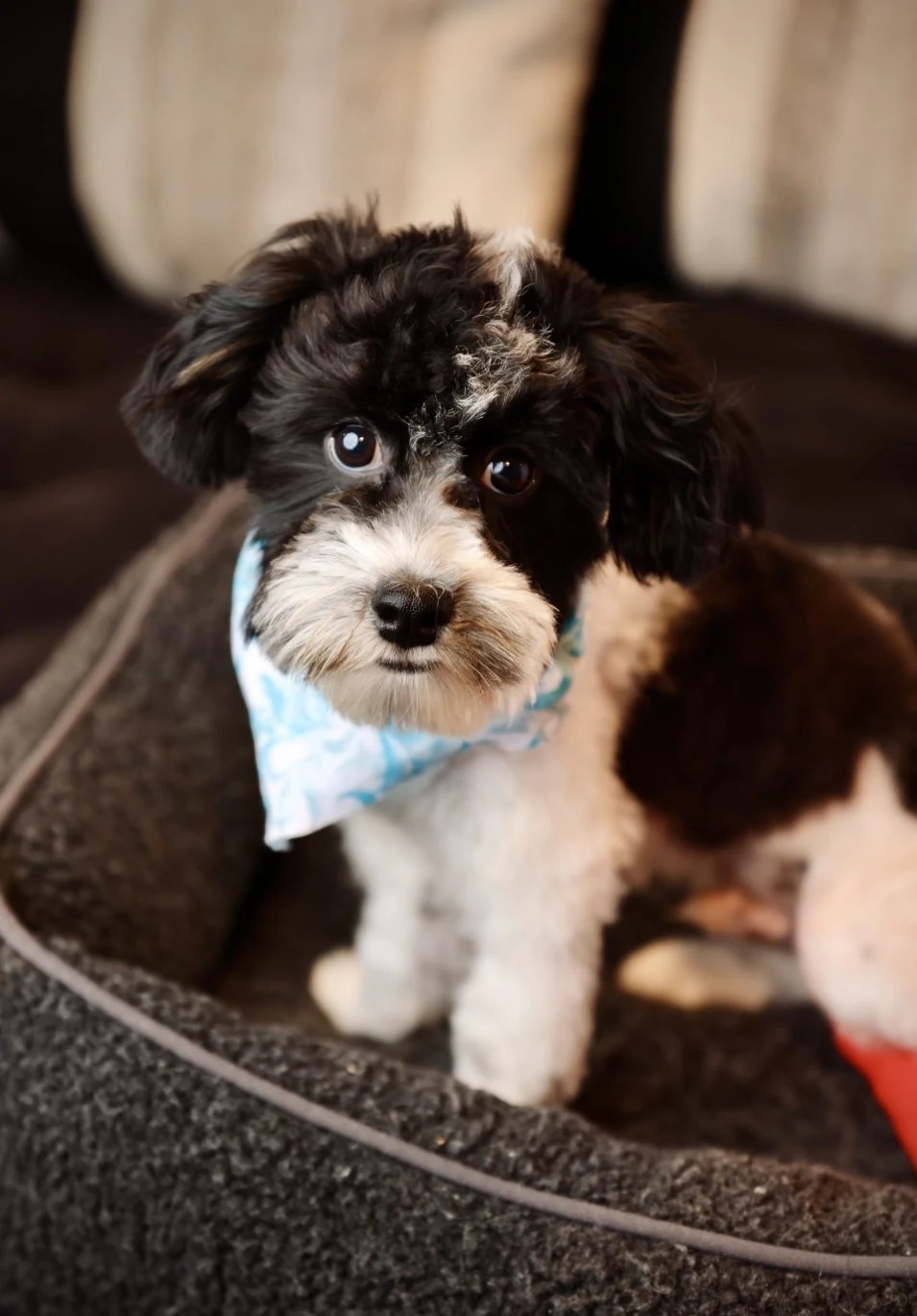 Sappy Paws puppies in Lebanon Oregon specializing in Havapoo, Cavapoo