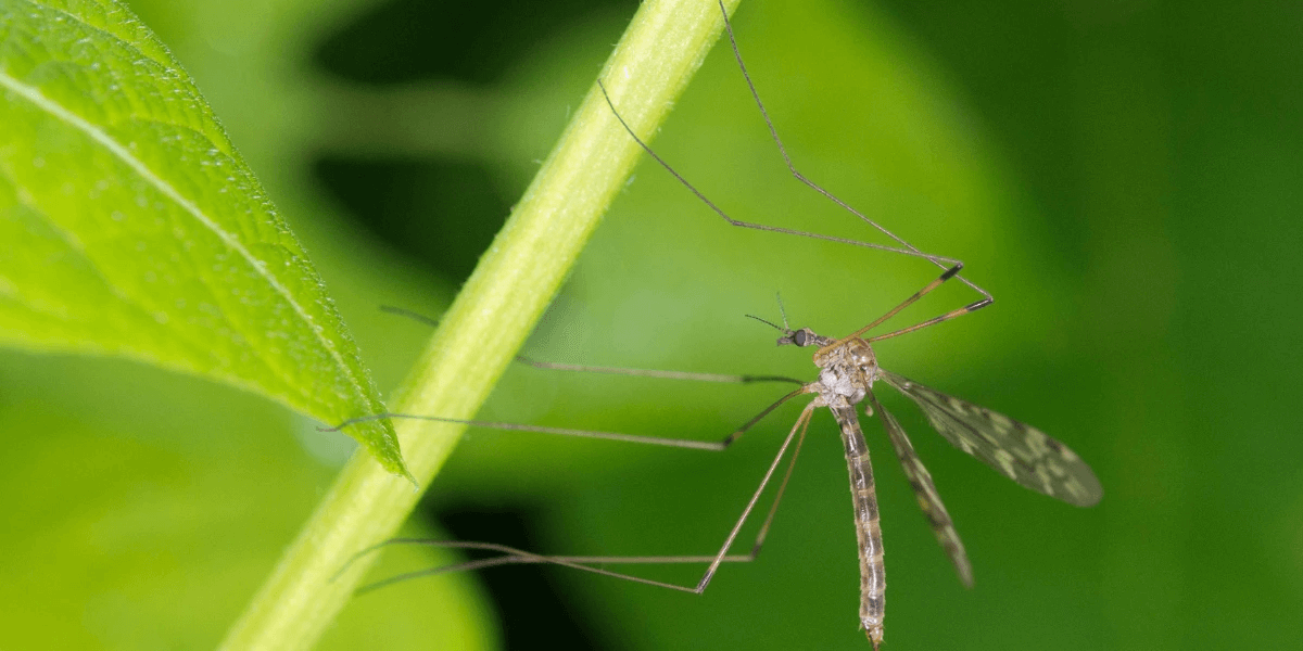 Are There Mosquitoes in Florida? Port St. Lucie, Delray Beach