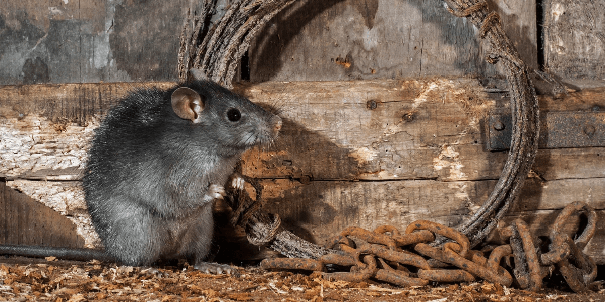 Get Rid of Roof Rats Florida Homes Port St. Lucie, Delray Beach