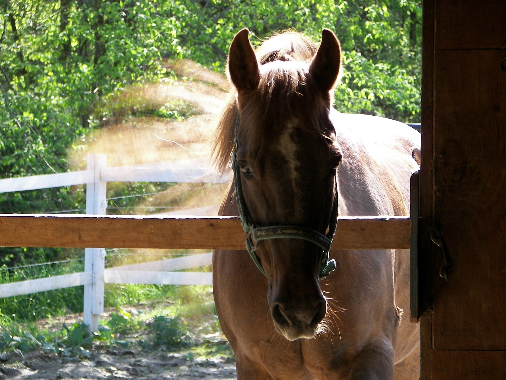 Sunrise Horse Farm Organic Farm in Chesterland, Ohio Geauga County