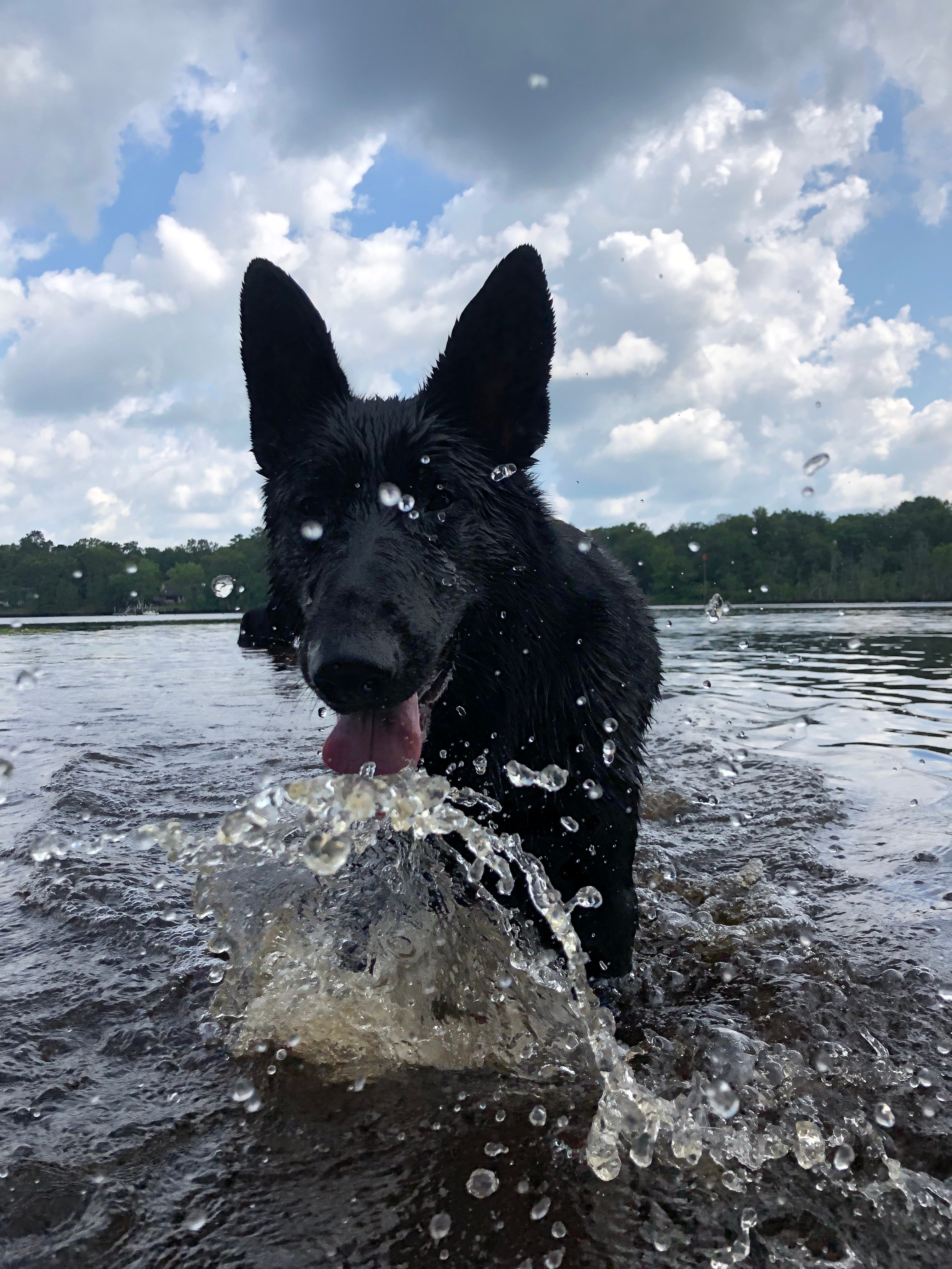 Meet The Parents Narnia German Shepherds