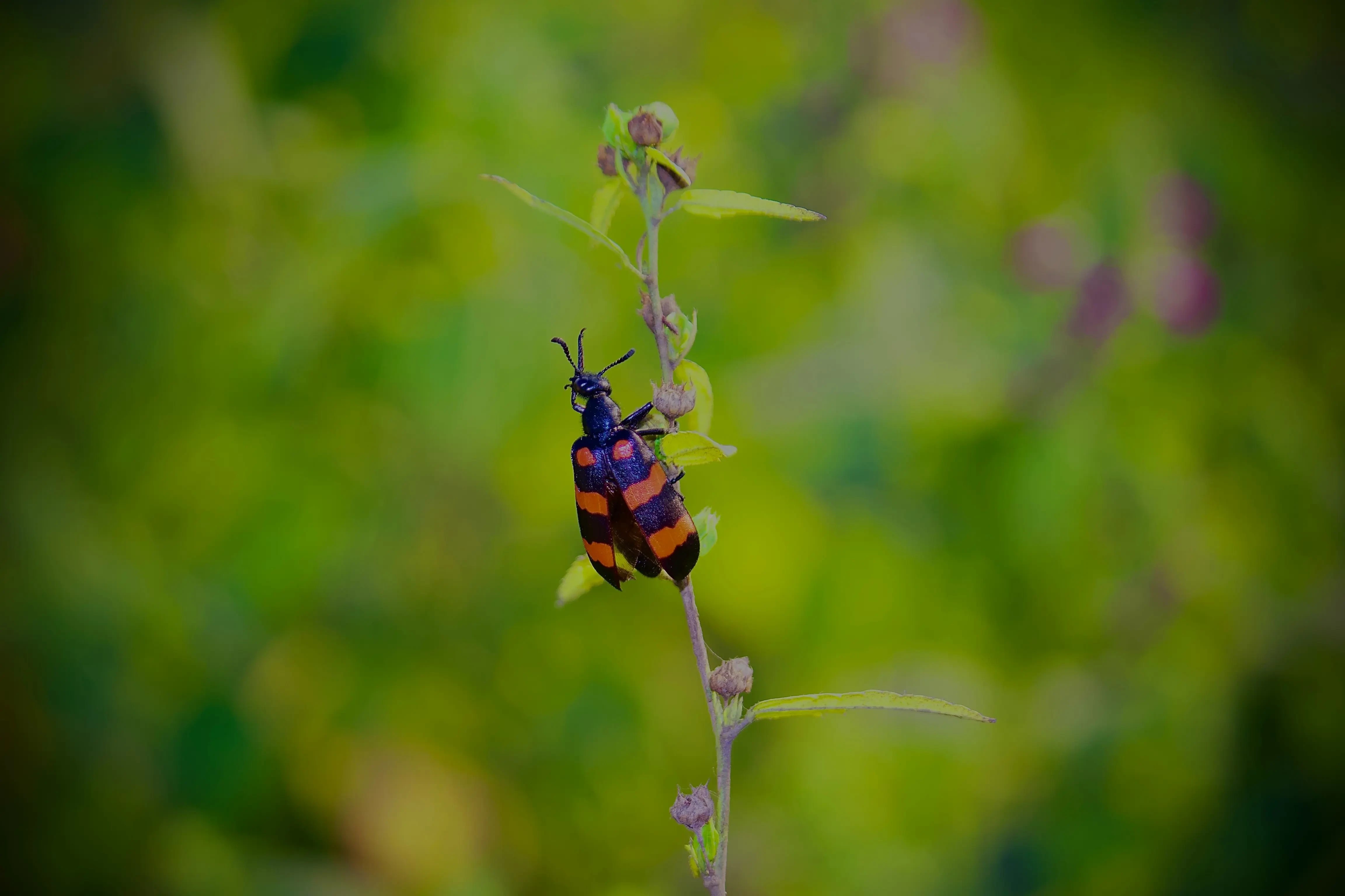Blister Beetle Bite How to Identify and Treat