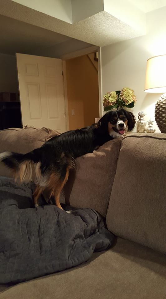 Aussaliers AVAILABLE PUPPIES