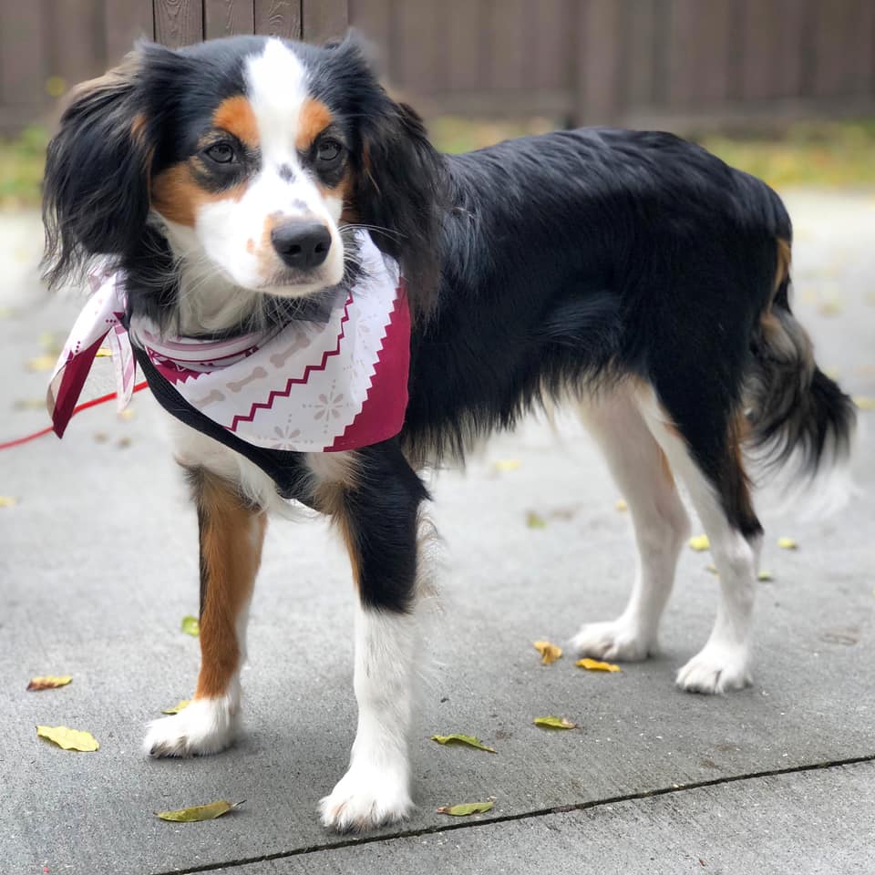 Aussaliers AVAILABLE PUPPIES