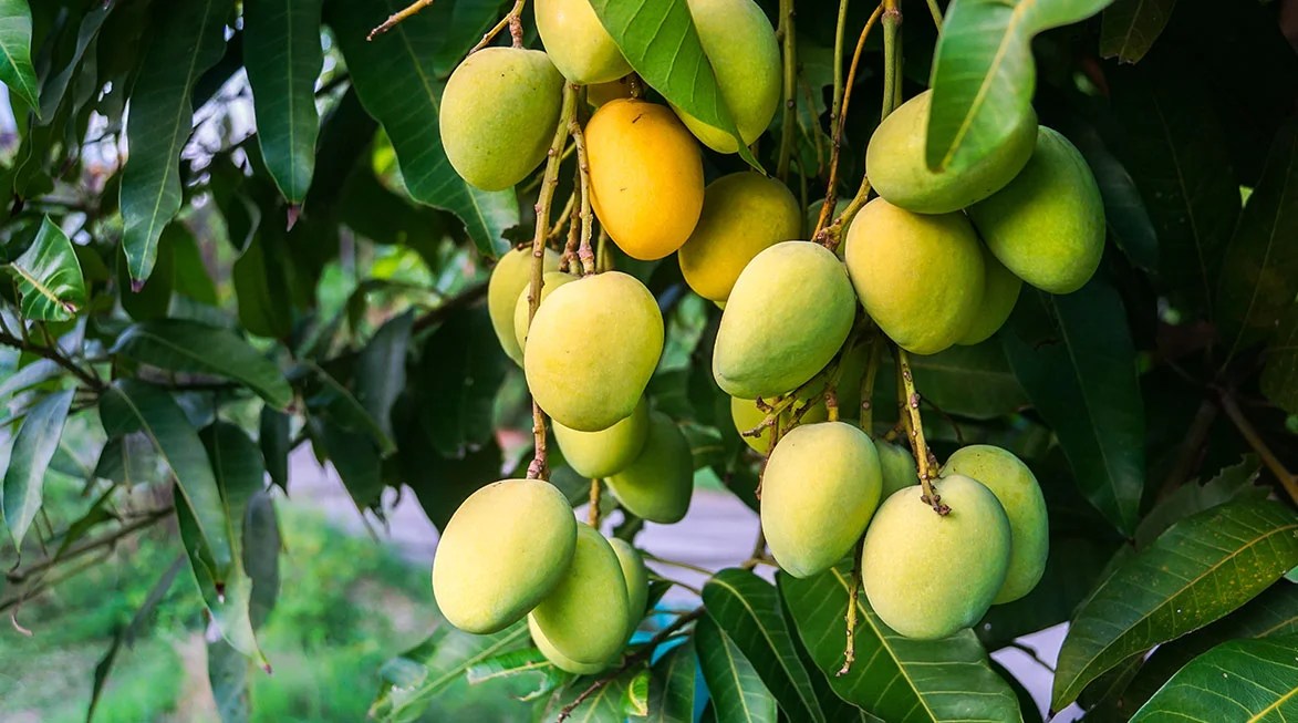 Organic Mangoes AR4MangoesUSA