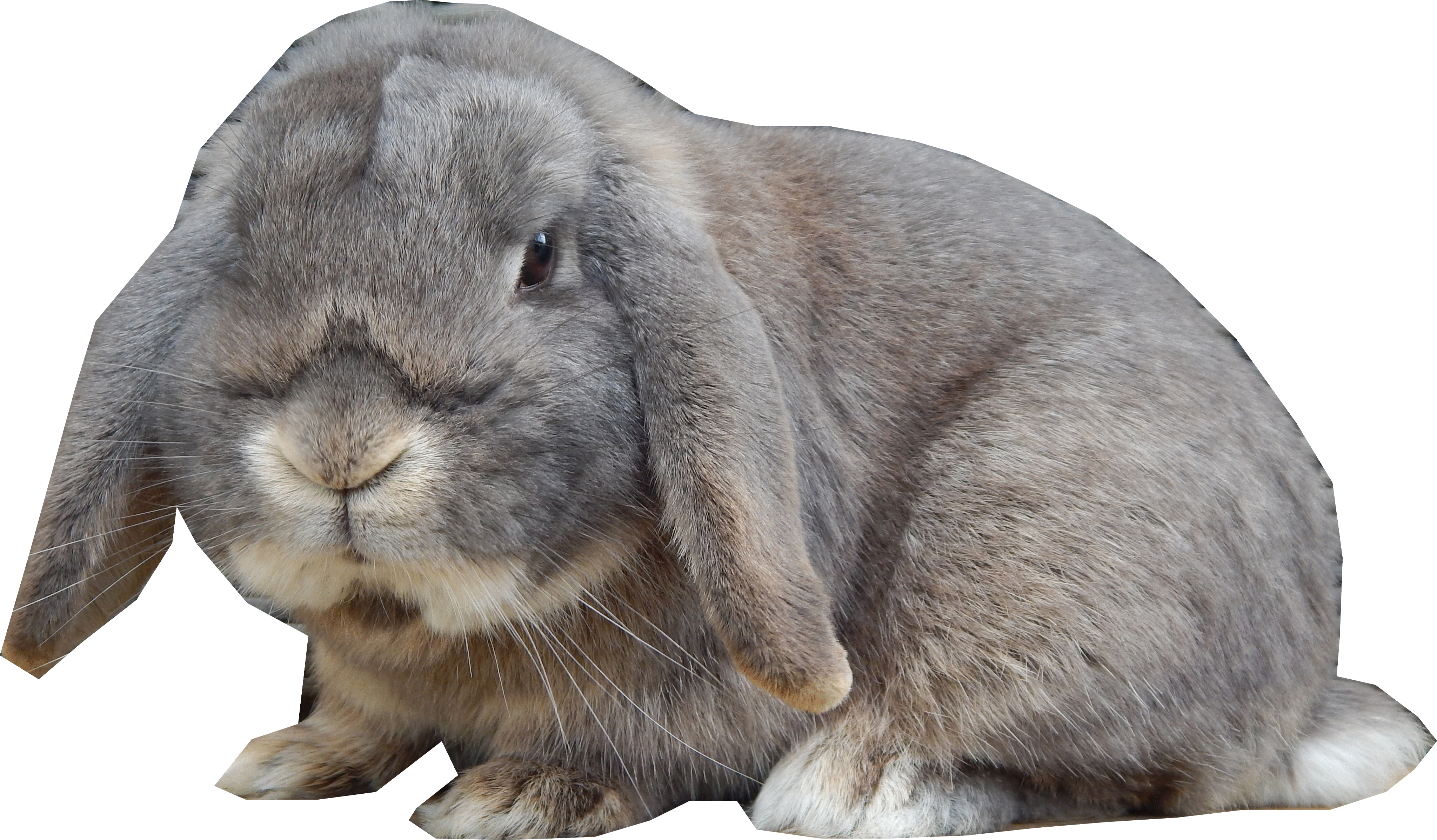 A Vendre Elevage de Lapins Nains Béliers
