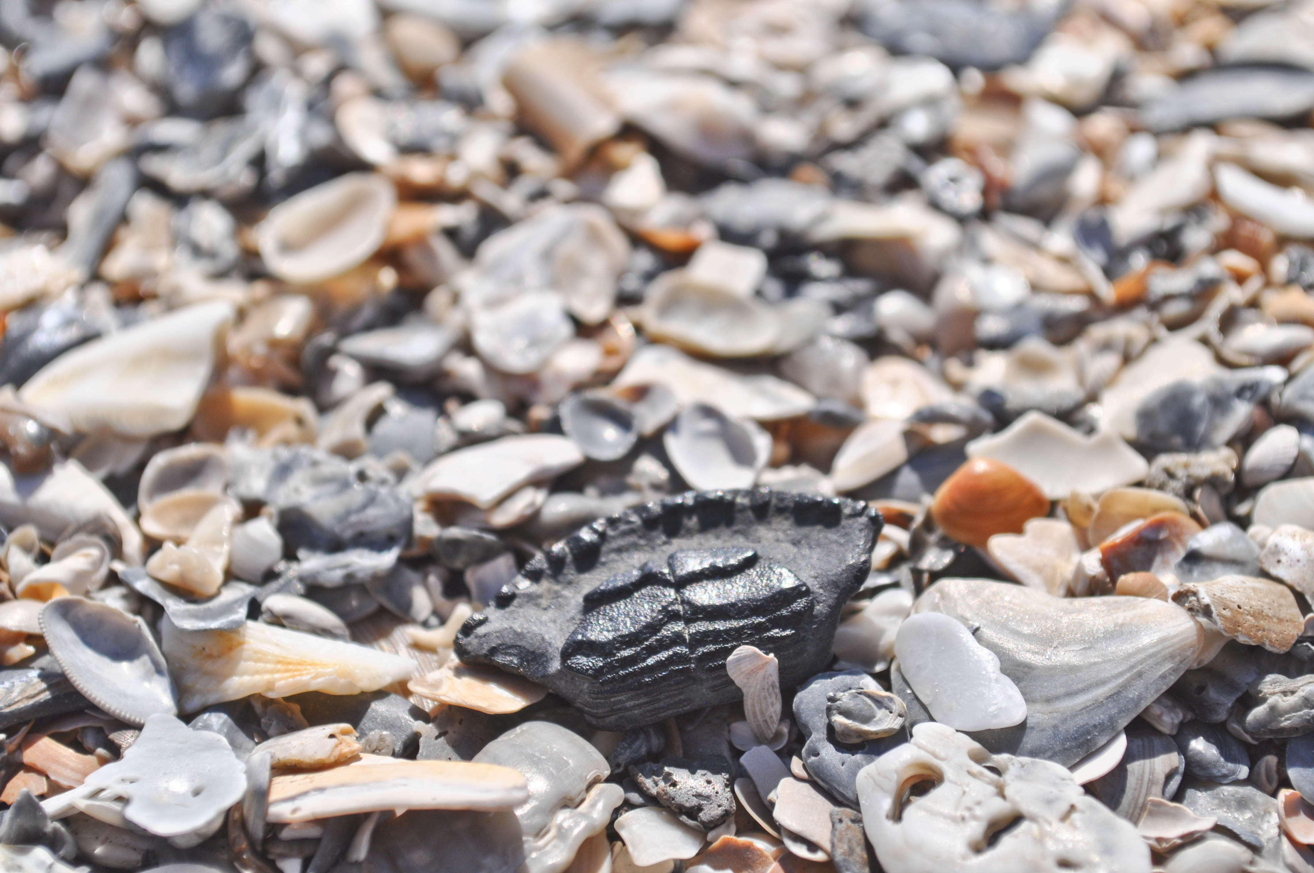 Charleston Fossil Adventures, LLC Familyfriendly fossil hunting